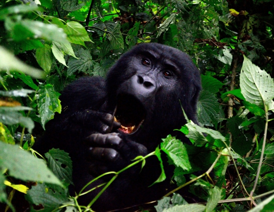 Original Spirit of Kenya route map: Primates of Uganda Safari
