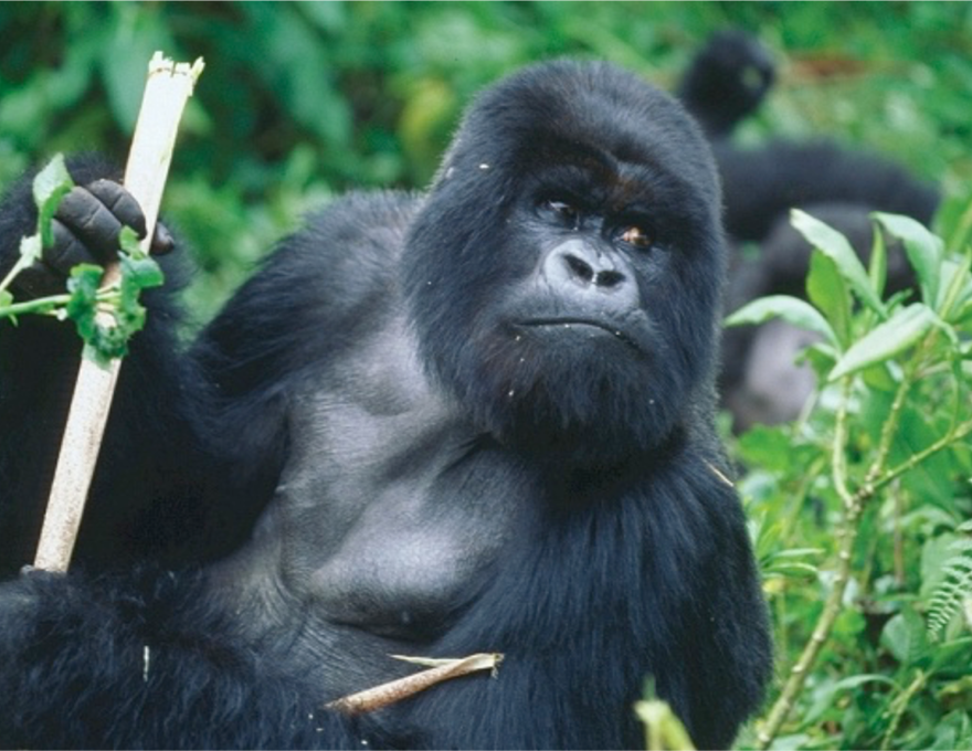 Original Spirit of Kenya route map: 4 Days Uganda Safari – Via Rwanda