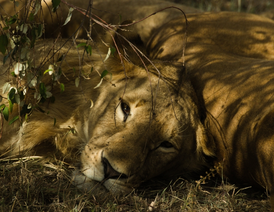 Original Spirit of Kenya route map: Cape Town and Kruger Safari - Luxury