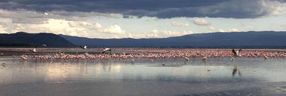 Sabor de Kenya 3