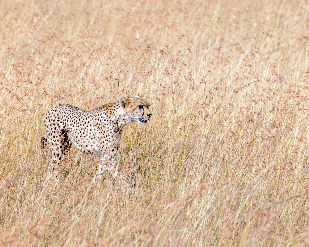 Spirit and Soul of Africa 3