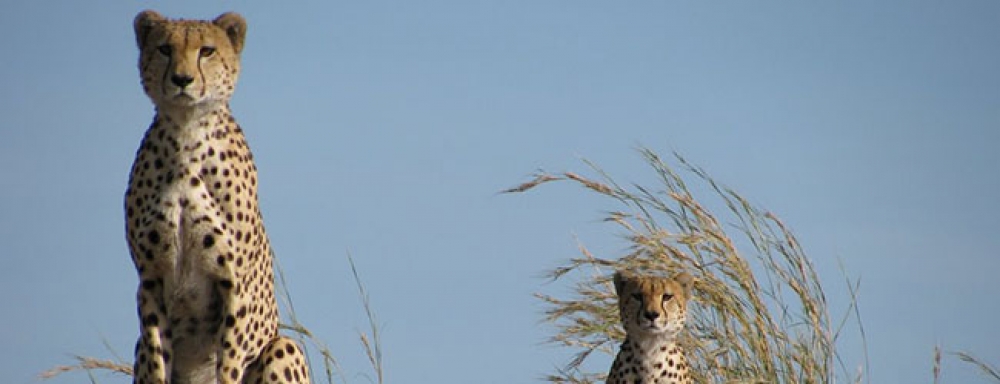 Amboseli y Mara 4
