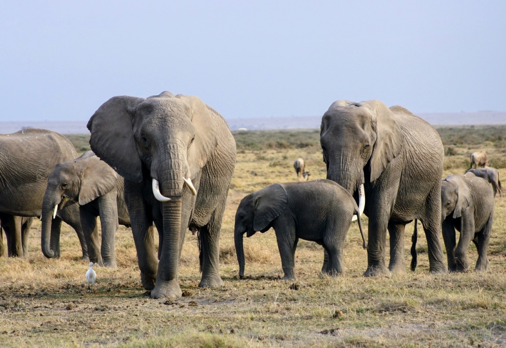 Elephant Footsteps 5