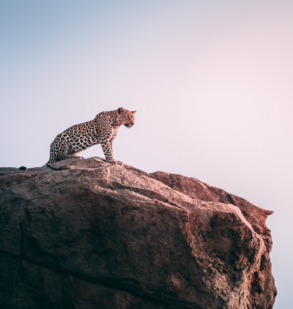 Vivir entre los leones 3