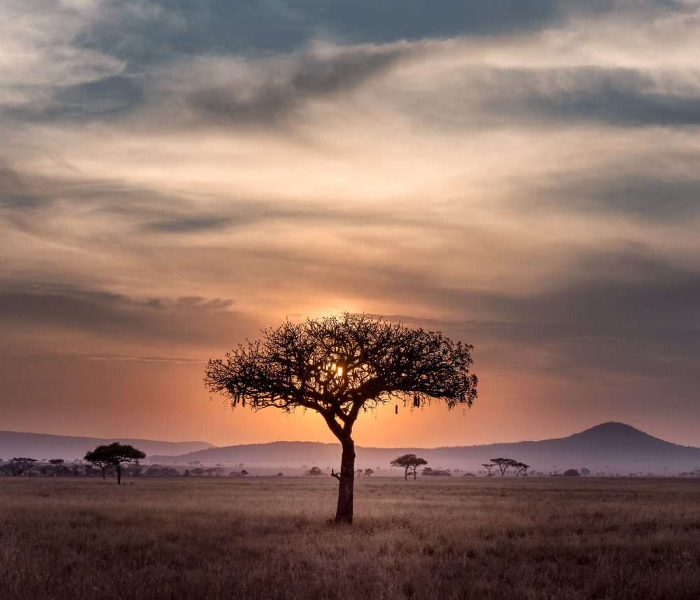 Journey of the Wildebeest 1