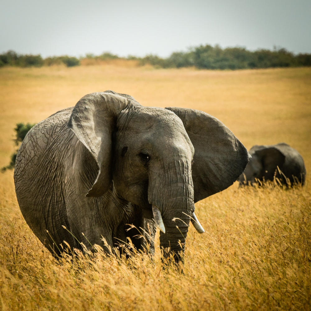 Journey of the Wildebeest 5