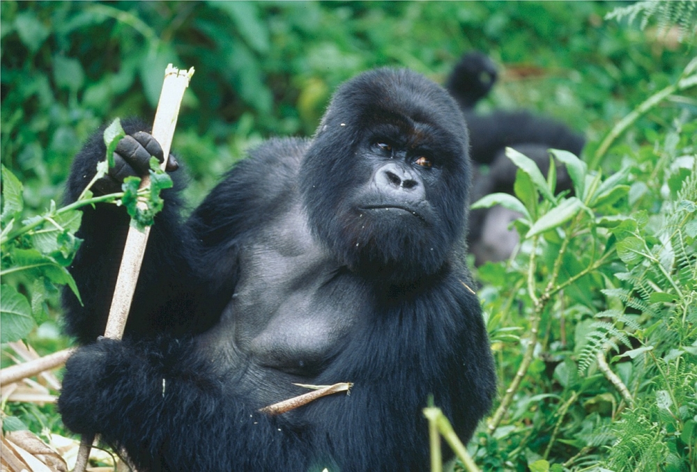 Rwanda Gorilla Safari 4