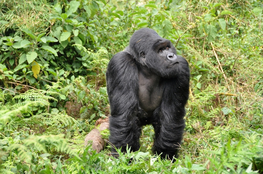 Uganda Gorilla Safari 4