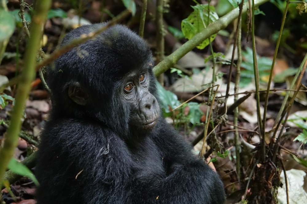 Primates of Uganda Safari 2