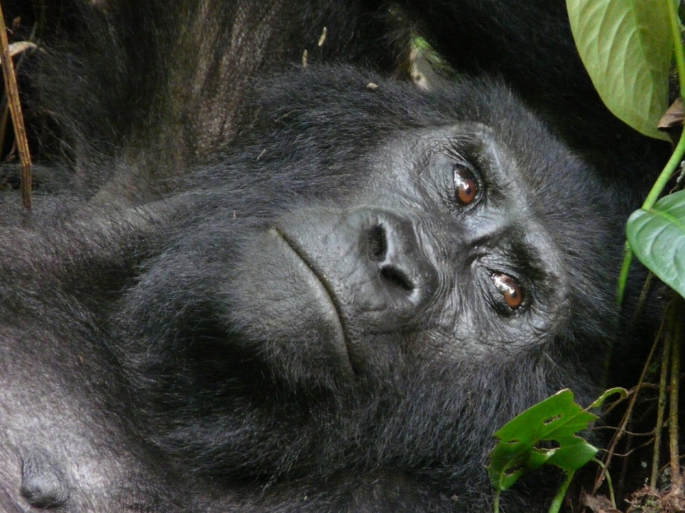 Primates of Uganda Safari 6