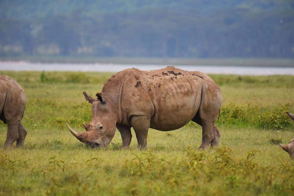 1 Dia Lake Nakuru 1