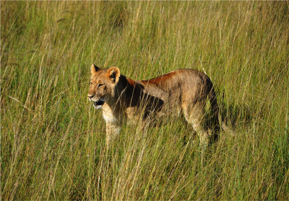 Highlights of Kenya and Tanzania 5