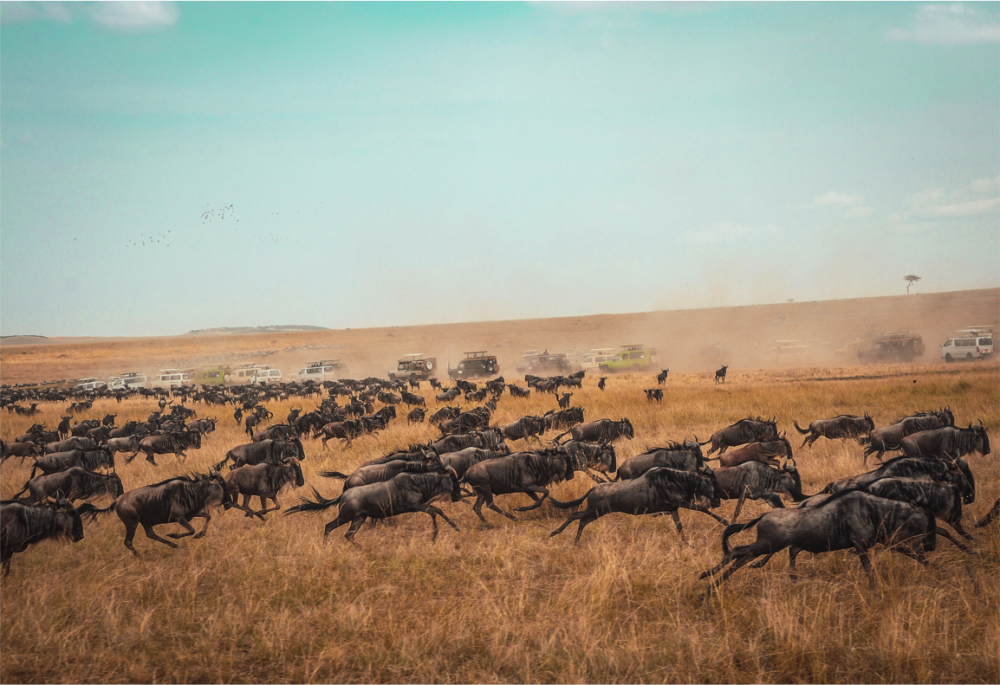 Highlights of Kenya and Tanzania 4