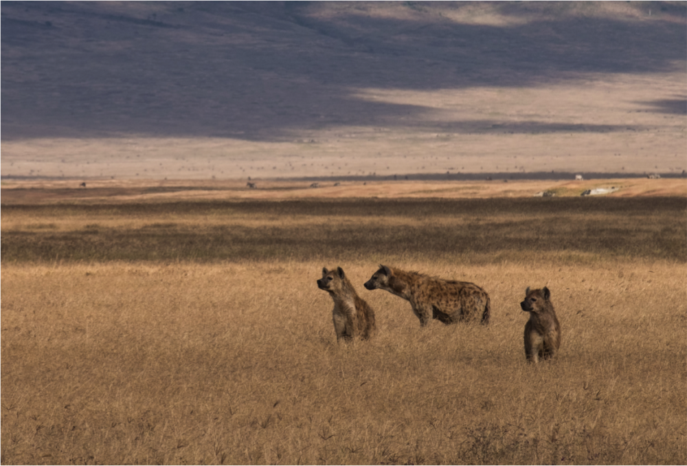 Highlights of Kenya and Tanzania 6