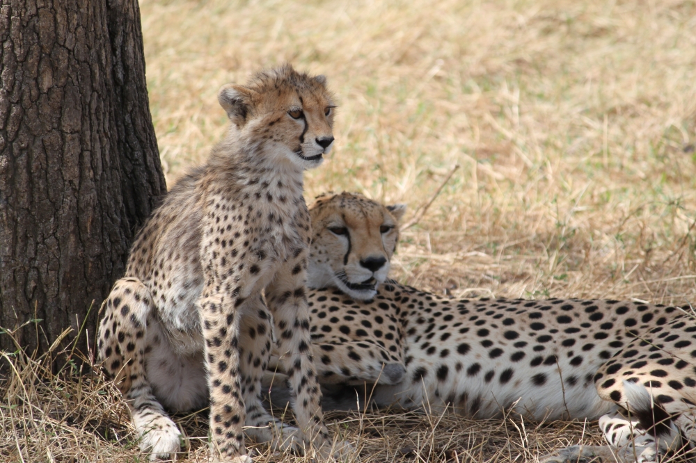 Amboseli y Mara 5