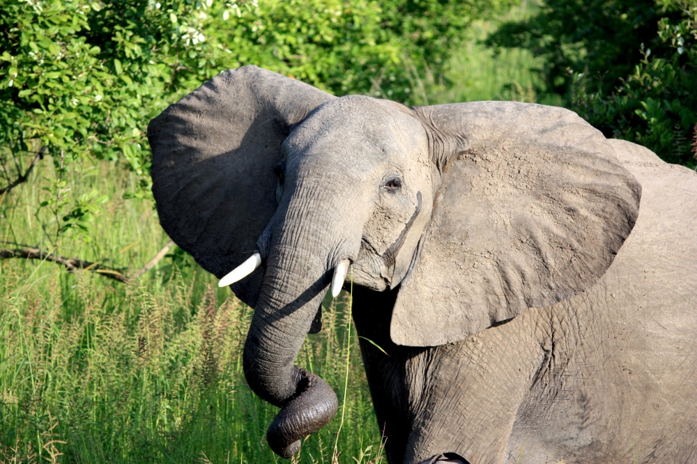 Zambia Highlights 1