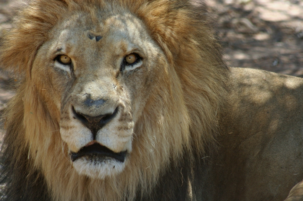 Zambia Highlights 2