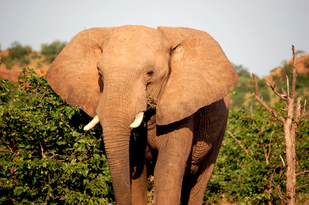 Le Meilleur de Botswana & Victoria Falls 2