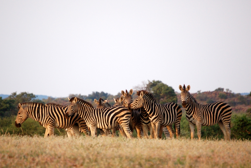 Le Meilleur de Botswana & Victoria Falls 3