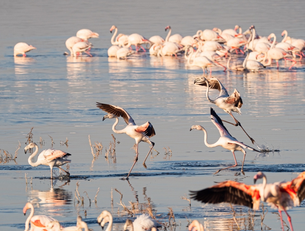 La rugiente Kenia 3