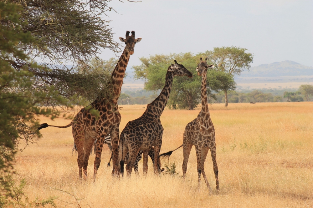 La rugiente Kenia 2