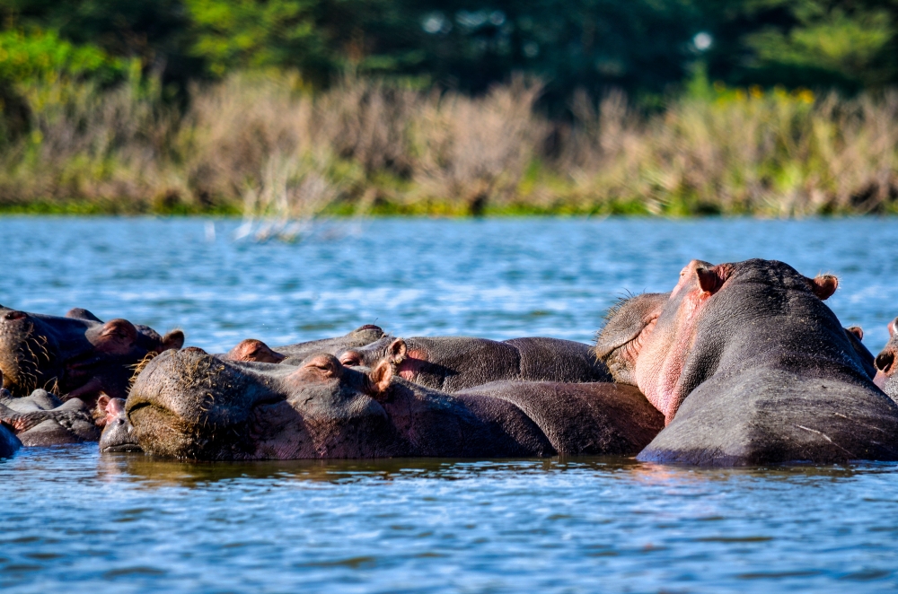 7 Day Safari with Mombasa Extension 1