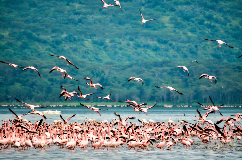 7 Day Safari with Mombasa Extension 2