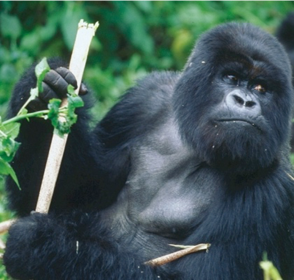 4 Days Uganda Safari – Via Rwanda 4