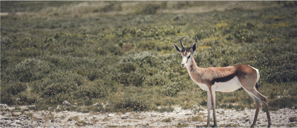 Namibia Fly in Luxury Safari 4