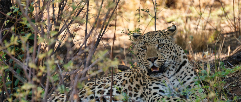 Namibia Highlights Luxury Safari 7