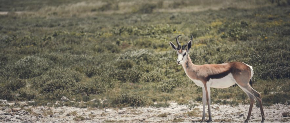 Namibia Highlights Luxury Safari 8