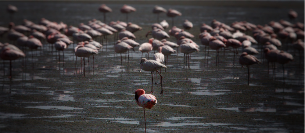 Namibia Highlight Standart Safari 3