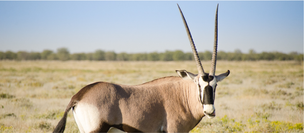 Namibia Highlight Standart Safari 6