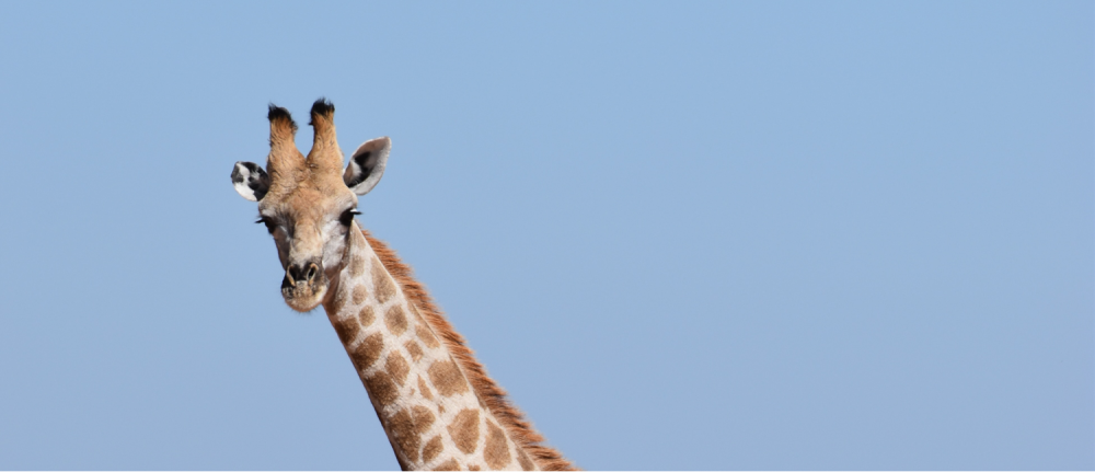 Namibia Highlight Standart Safari 7