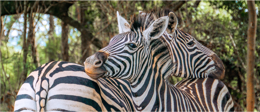 Fly in Safari Luxury en Namibe 3