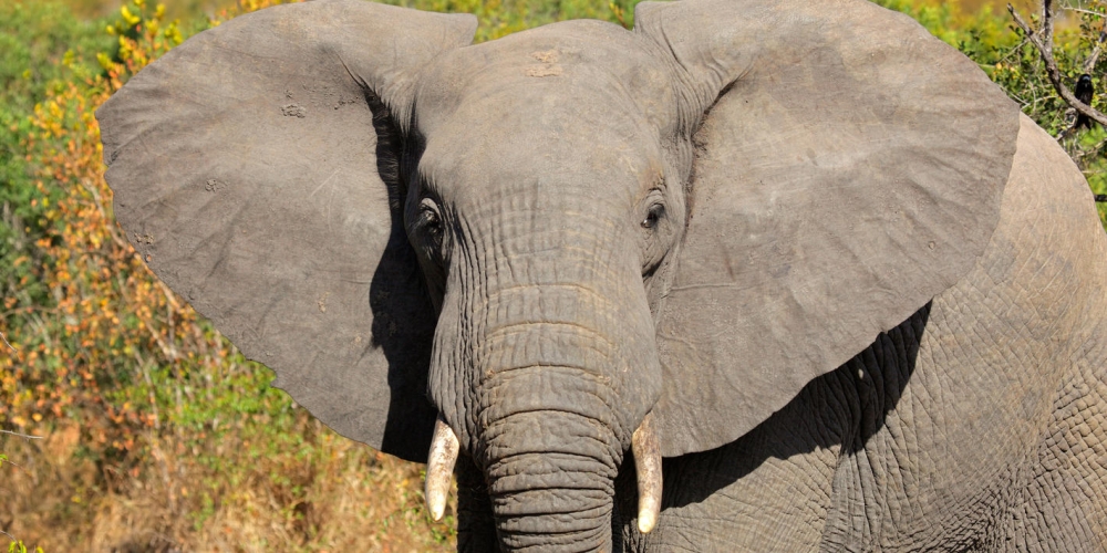 Cape Town and Kruger Safari - Standard 1
