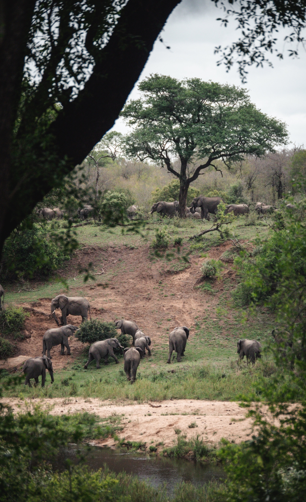 Cape Town and Kruger Safari - Superior 3