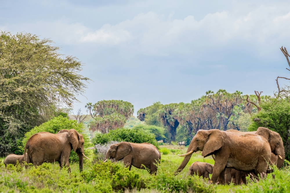 Explorando Kenya 1