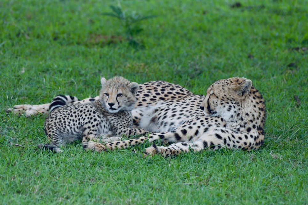 Explorando Kenya 7