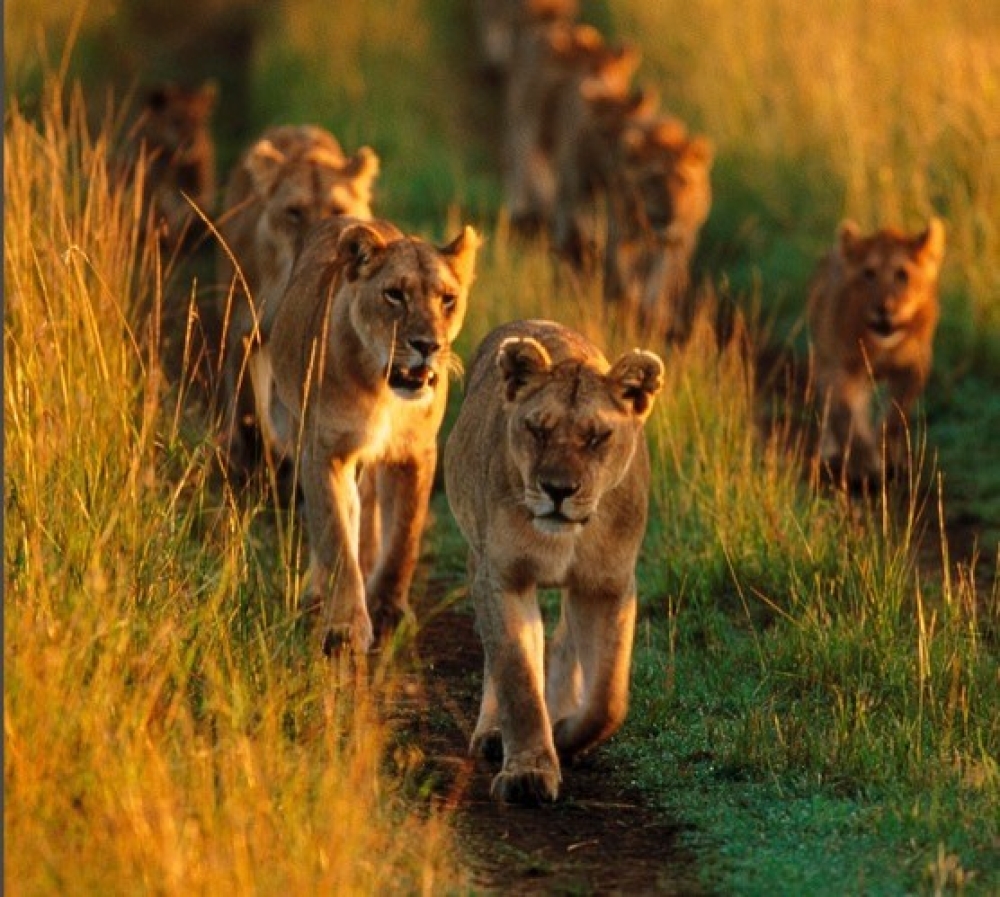 Roaring Kenya 1