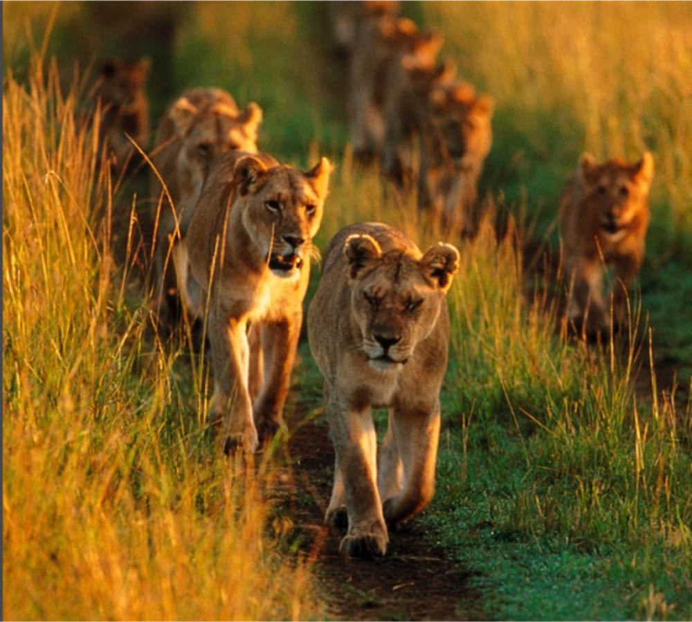 Amboseli and Mara 1