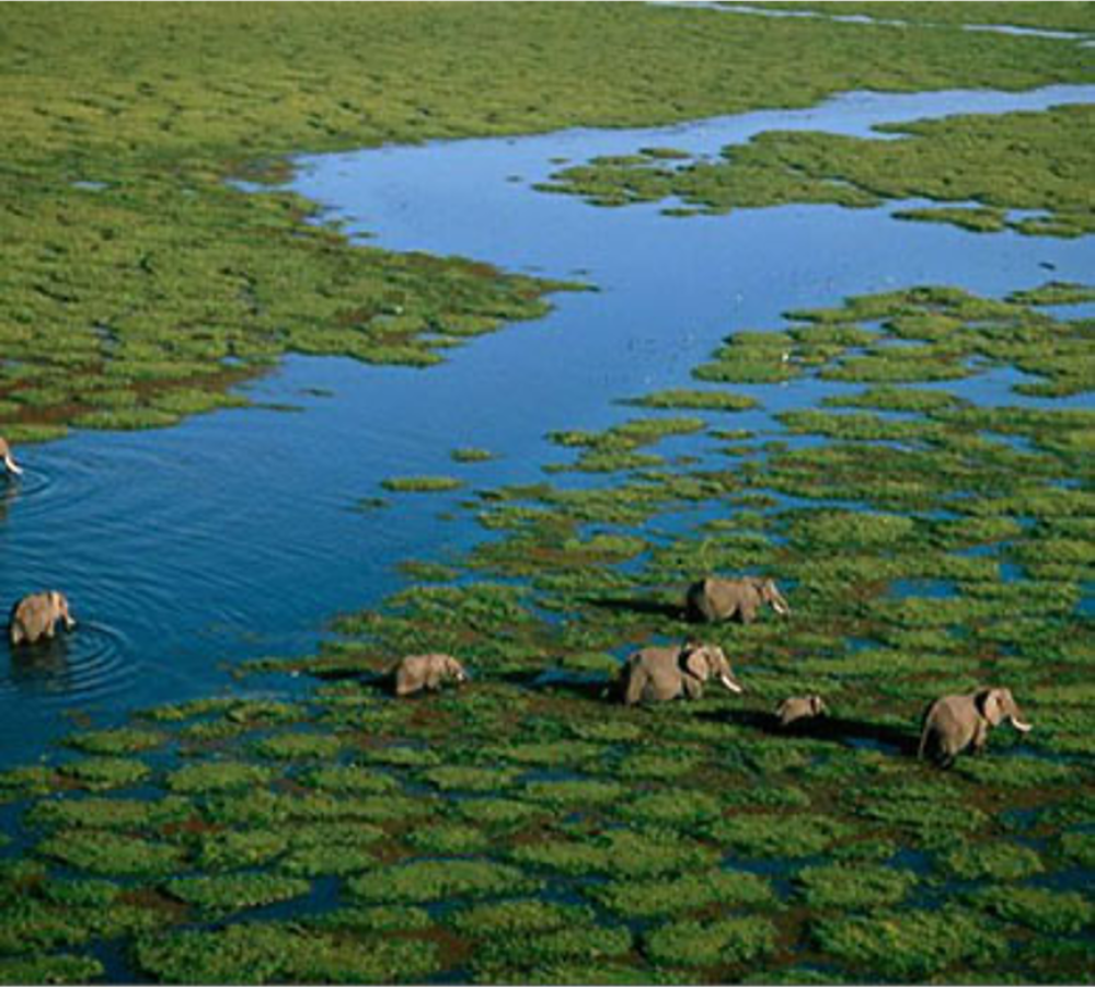 Amboseli and Mara 5