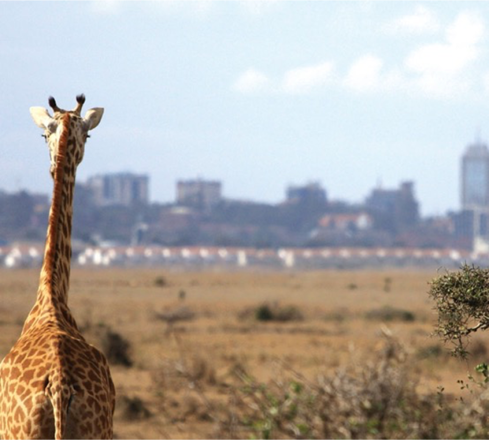 Amboseli and Mara 6