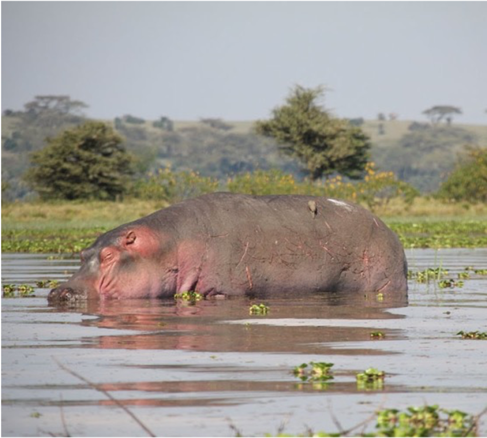 Big Kenya 4