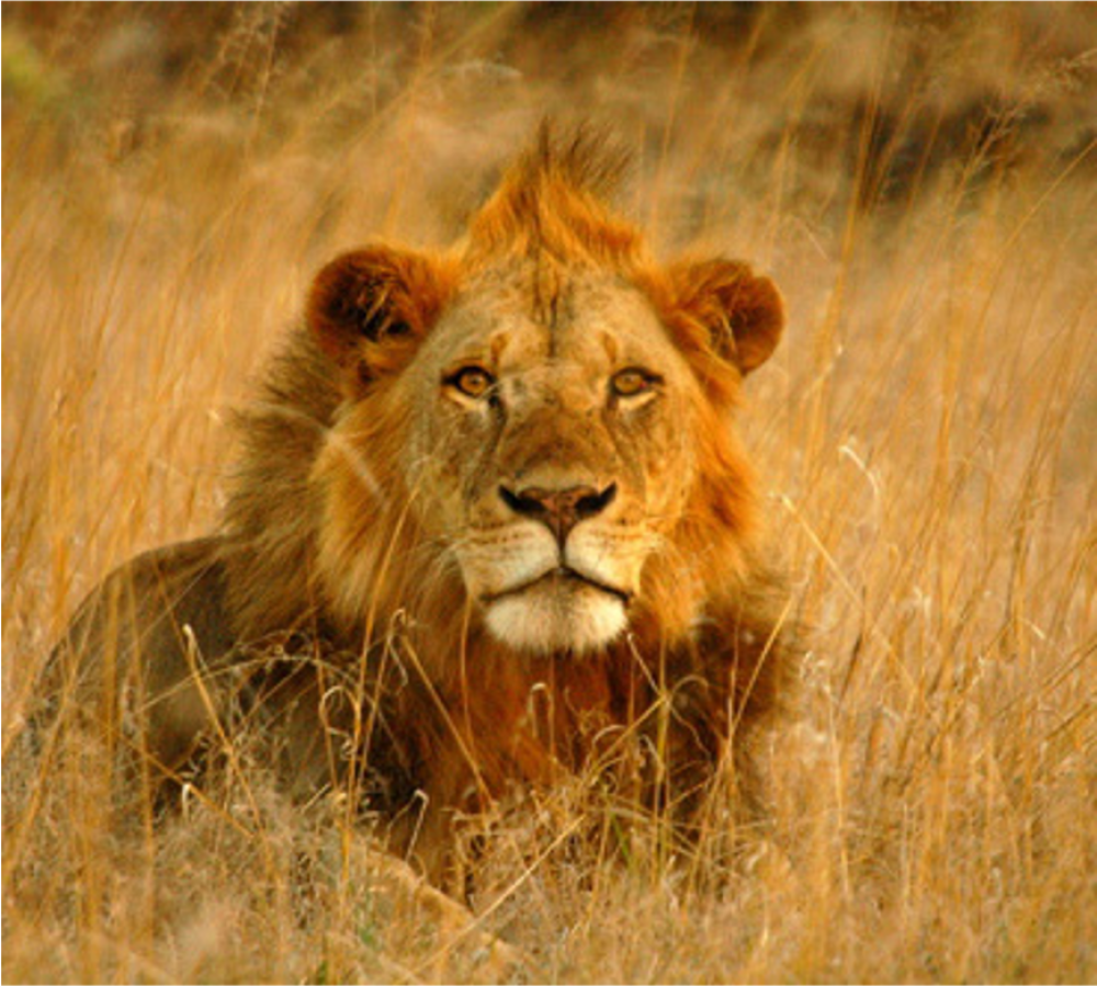 Big Kenya 5