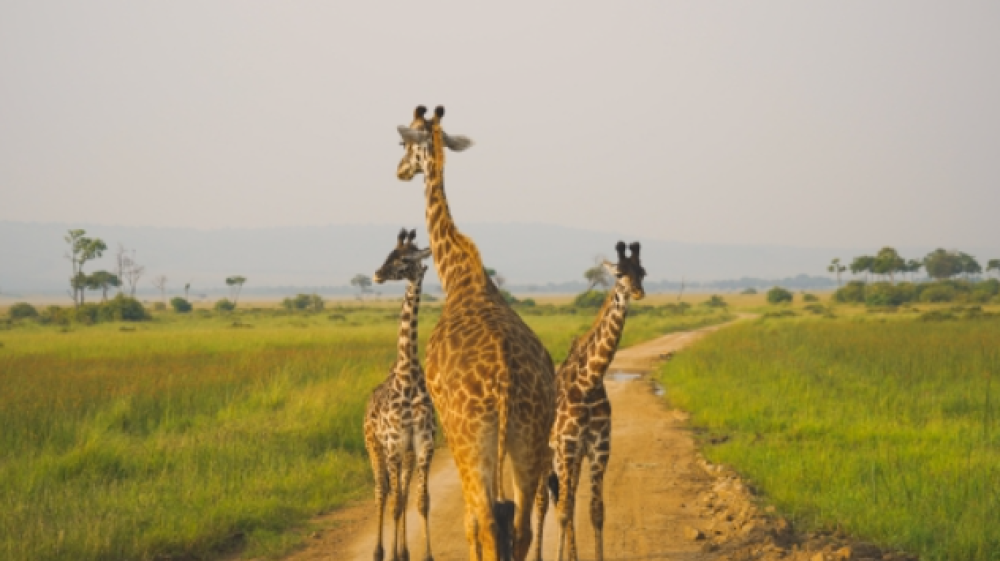 8 Day Safari with Mombasa Extension 2