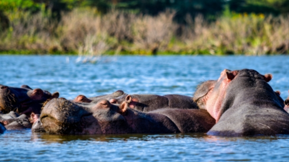 8 Day Safari with Mombasa Extension 4