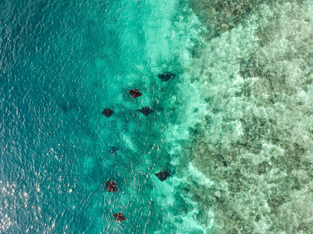 Mantas from the air