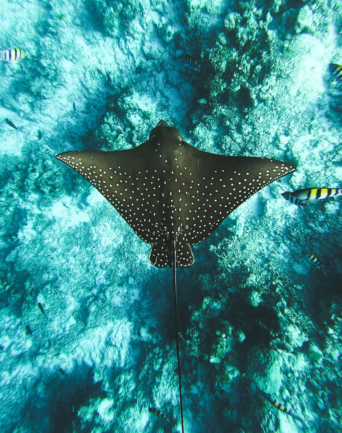 black stingray on water